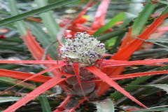 Bromelia serra